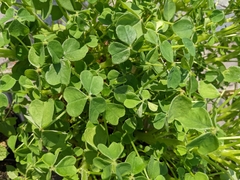 Oxalis tuberosa