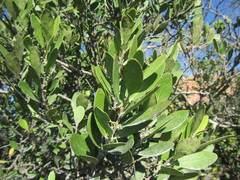 Pterocelastrus tricuspidatus