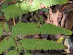 Microlepia marginata bipinnata