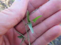 Dolichos hastiformis