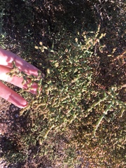 Allenrolfea occidentalis