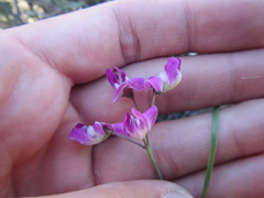 Dolichos hastiformis