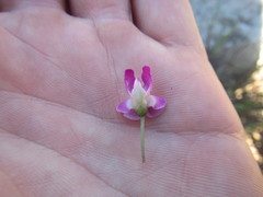 Dolichos hastiformis