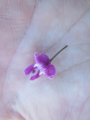 Dolichos hastiformis