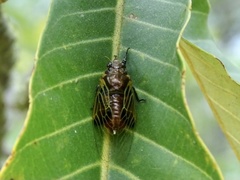 Mogannia nasalis