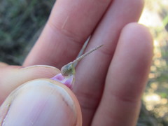 Dolichos hastiformis