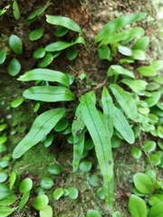 Lepisorus heterolepis