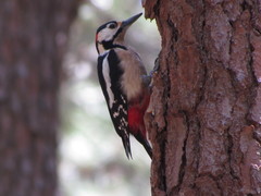 Dendrocopos major canariensis