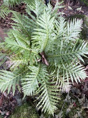 Blechnum gibbum