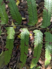 Microlepia marginata bipinnata