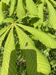 Myathropa florea