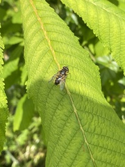 Myathropa florea