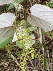 Vitis kelungensis