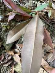 Vitis kelungensis