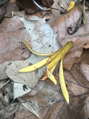 Pterospermum acerifolium