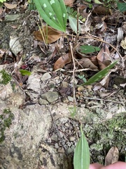 Vitis kelungensis
