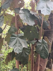 Pterospermum acerifolium