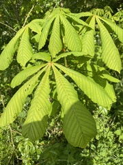 Aesculus hippocastanum