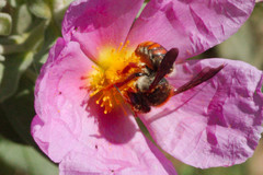 Rhodanthidium sticticum