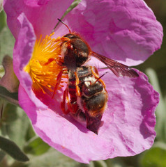 Rhodanthidium sticticum