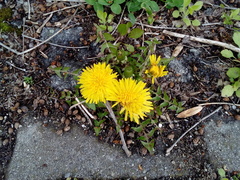 Taraxacum