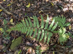 Microlepia marginata bipinnata