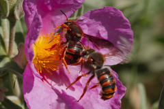 Rhodanthidium sticticum