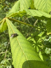 Myathropa florea