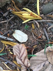 Pterospermum acerifolium