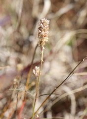 Cyphocarpa angustifolia