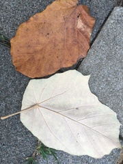 Pterospermum acerifolium