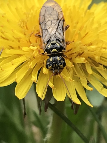 Acantholyda posticalis nuotrauka