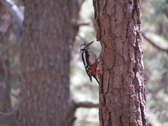 Dendrocopos major canariensis