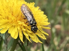 Acantholyda posticalis