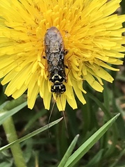 Acantholyda posticalis