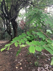 Senna siamea