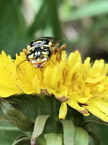 Acantholyda posticalis nuotrauka