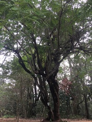 Senna siamea