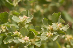 Atriplex muelleri