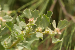 Atriplex muelleri