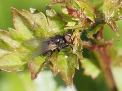 Musca tempestiva