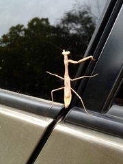 Stagmomantis carolina