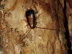 Celatoblatta undulivitta