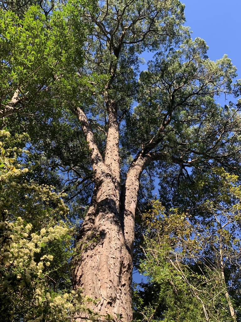 Outeniqua Yellowwood Brenton On Lake Portion 192 Of 216 Uitzigt