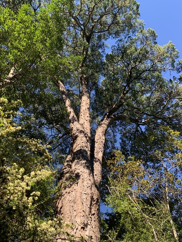 Outeniqua Yellowwood