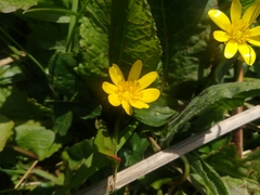 Ficaria verna