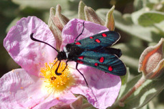 Zygaena lavandulae