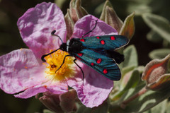 Zygaena lavandulae