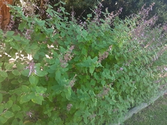 Syncolostemon obermeyerae