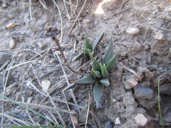 Bergeranthus multiceps